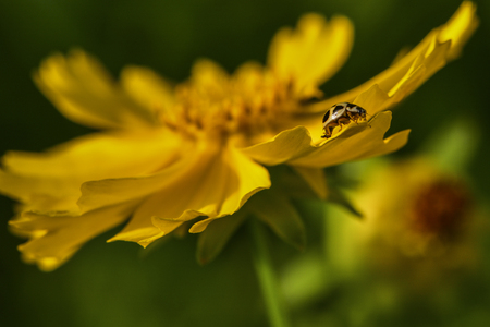Ladybugs that inhabit wild plantsの写真素材