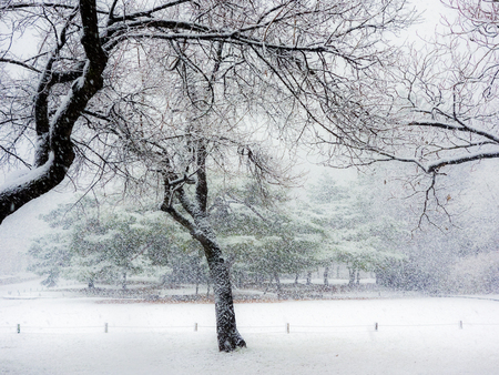 Seoul Park in South Korea in Winter and Snowのeditorial素材