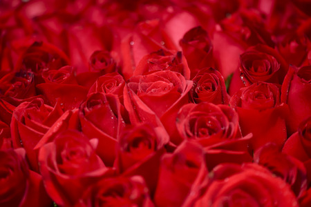 Beautiful, Bright Red Roses, Valentine's Dayの写真素材