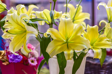 Flowers Blooming in the Warm Room in Winter.の写真素材