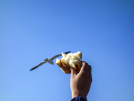 Men hold bread in hands and seduce seagullsの写真素材