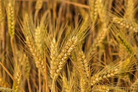 Summer harvested wheat.の写真素材