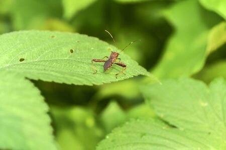Close-ups of different insects inhabiting wild plants