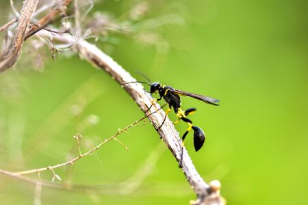 Close-ups of different insects inhabiting wild plants の写真素材