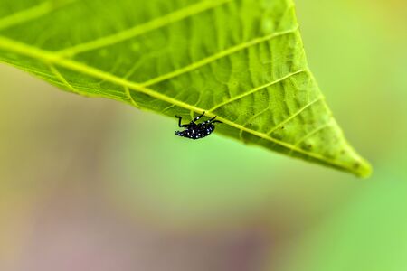 Close-up of various insects that inhabit wild plants