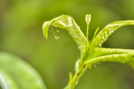 Close-up of various insects that inhabit wild plants