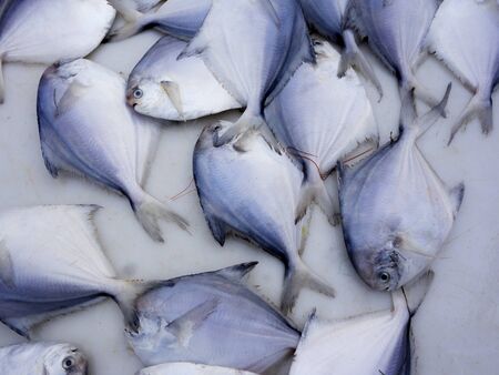 Fresh seafood is on sale in the marketの写真素材