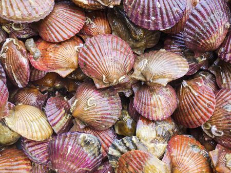 Fresh seafood is on sale in the market
