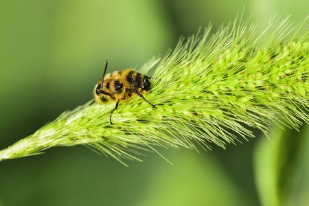 Close-ups of different insects inhabiting wild plantsの写真素材