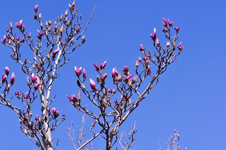 Magnolia against a blue skyの写真素材
