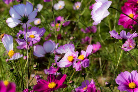 Beautiful Gesang flowers bloom in summer 