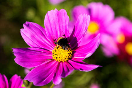Beautiful Gesang flowers bloom in summer 