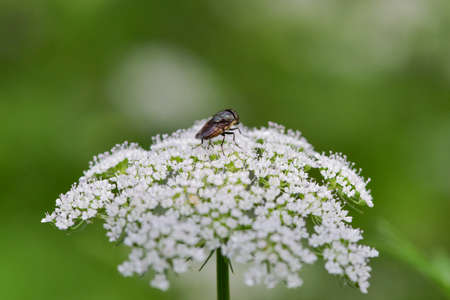 Chinese herbal medicine, wild viburnum, and insects that inhabit it