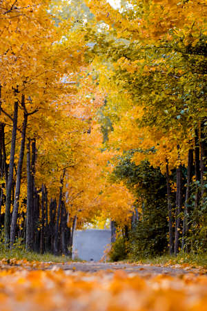Beautiful and colorful autumn collection of Ginkgo leaves and paths in the park