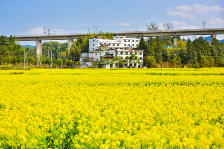 Villages with Jiangxi characteristics, fields, rape flowers and high speed railway aboveのeditorial素材