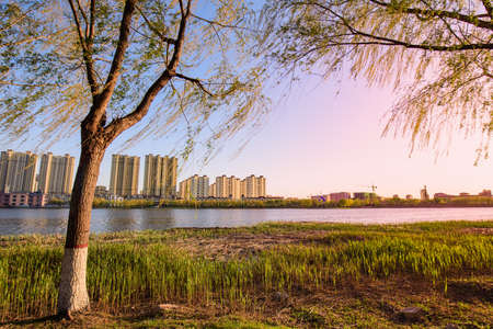 A pile of sweet potatoes against a white backgroundのeditorial素材
