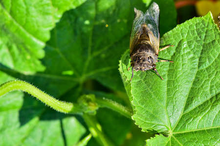 On a rainy day, the pear trees on the hillside are full of white pear flowersの写真素材