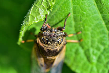 A cicada perched on a wild plant leaf