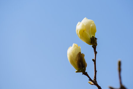 A close-up of a white red magnolia in bloom in springの写真素材