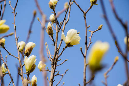 A close-up of a white red magnolia in bloom in spring