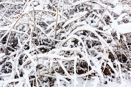 Snow scenery along the river in city Park in winter