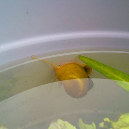 Golden snailsの写真素材