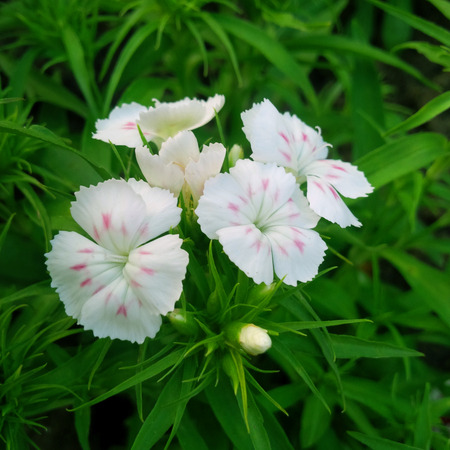 Pencil white flowers in the Parkの写真素材