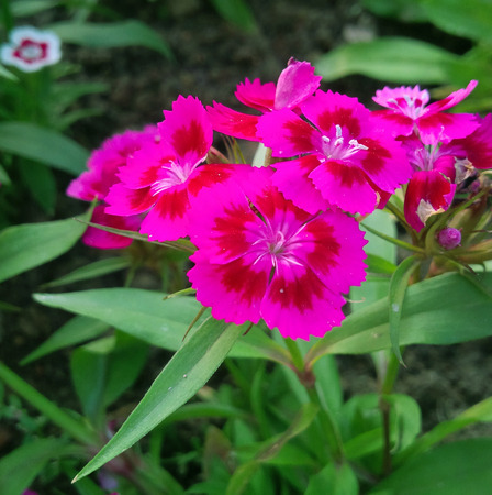 Pencil red flowers in the Parkの写真素材
