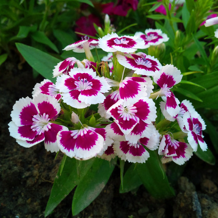 flowers in the parkの写真素材