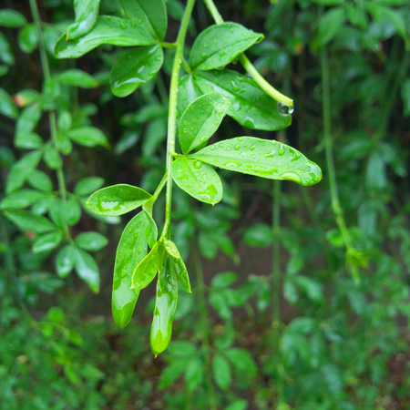 Water drops on the leavesの写真素材