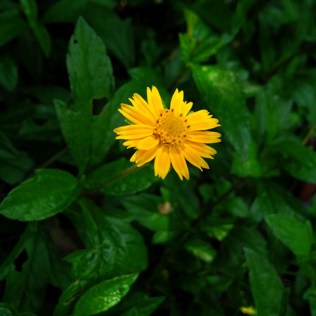  yellow  flower