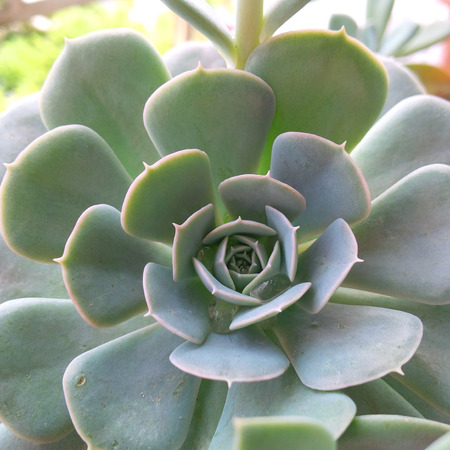 Close up of succulent plantsの写真素材