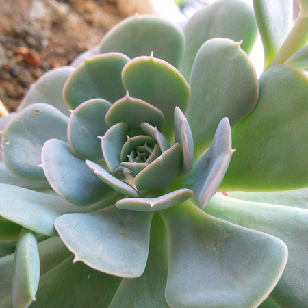 Lena Lin, fleshy, succulent plants, stone Lotus, fleshy, succulent, home, life, decoration, interior decoration, botanical gardens,の写真素材