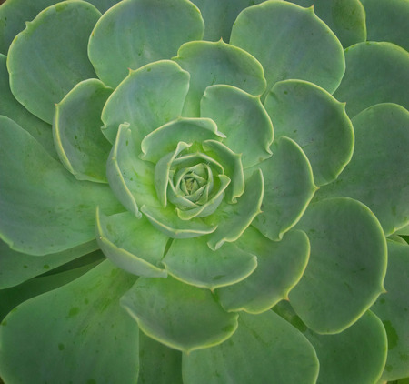 Stone Lotus, jade butterfly, the stone flower, the Lotus Palm, fleshy, succulent plants, flowers, decorations,の写真素材