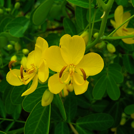 Close up of cassia surattensisの写真素材