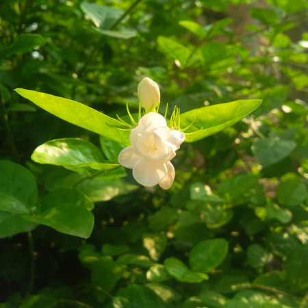 Jasmineの写真素材