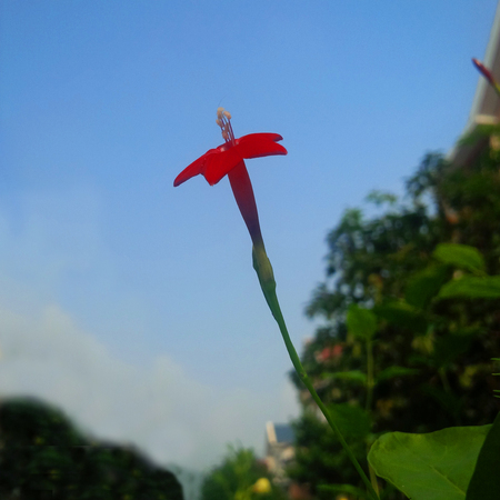 Cypressの写真素材