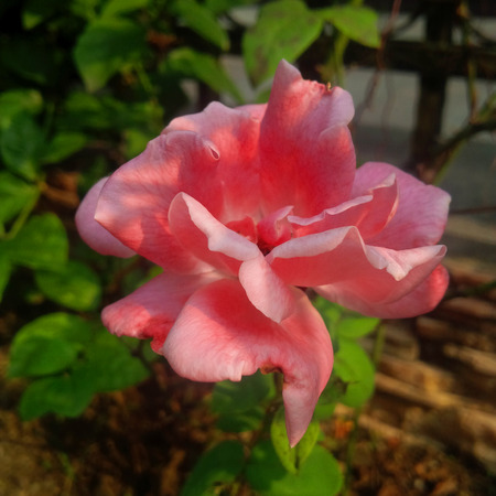 Roseの写真素材