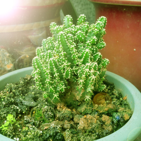 succulent plantの写真素材