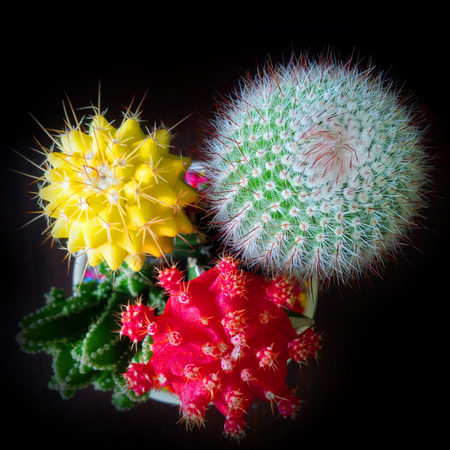 Close up to colorful cactusの写真素材