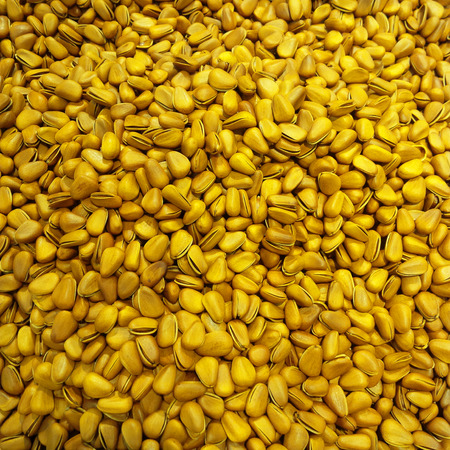 Pine nuts, nuts, brown dry foodの写真素材