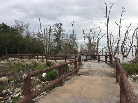 mangrove forest with bridgeの素材