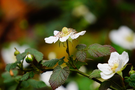 Wild strawberry in Chengdu Botanical Gardenの写真素材