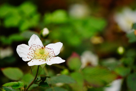 Wild strawberry in Chengdu Botanical Garden