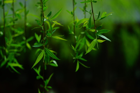 Wetland Park willowの写真素材