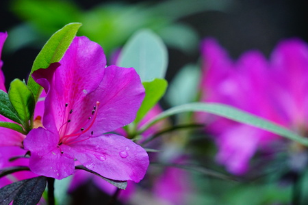 Rhododendronの写真素材