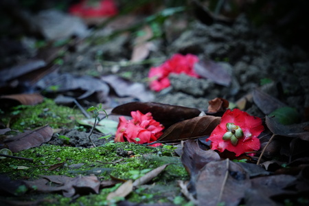 Camelliaの写真素材