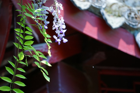 Wisteria in Lake Sichuanの写真素材