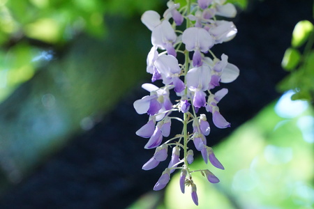 Wisteria in Xindu lake, Sichuanの写真素材