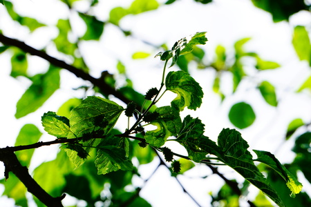 Early summer mulberryの写真素材